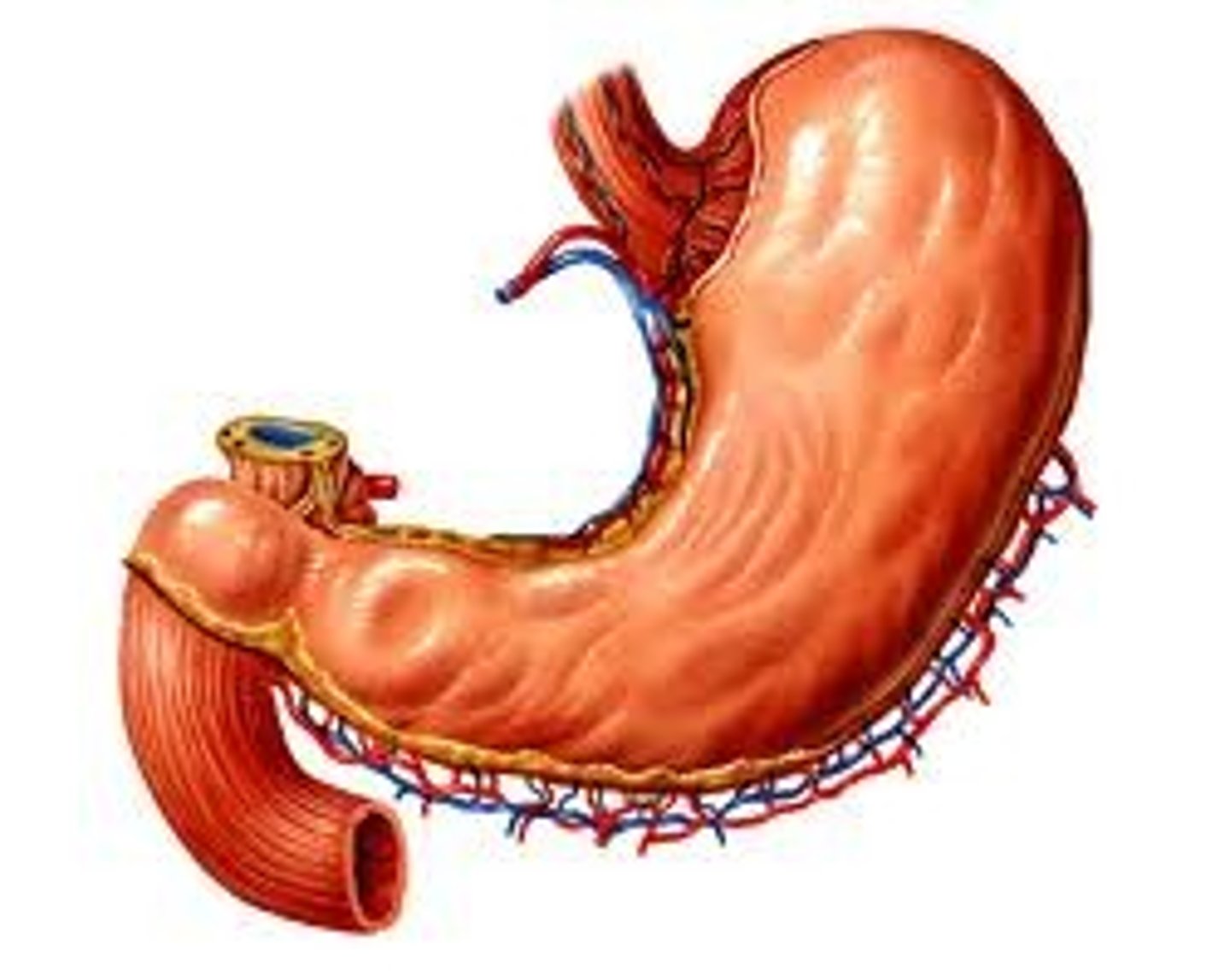 <p>stomach</p>