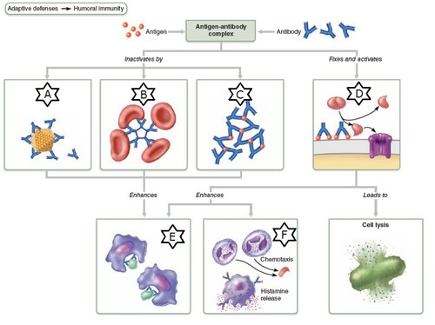 <p>What do antibodies do? Other than tagging antibodies for phagocytosis, this is another way that antibodies can prevent the action of the antigen in the body</p>