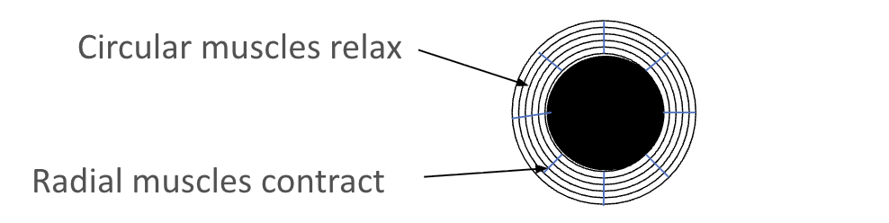 <ul><li><p><span>Circular muscles relax.</span></p></li><li><p><span>Radial muscles contract.</span></p></li><li><p><span>Pupils dilate.</span></p></li></ul><p></p>