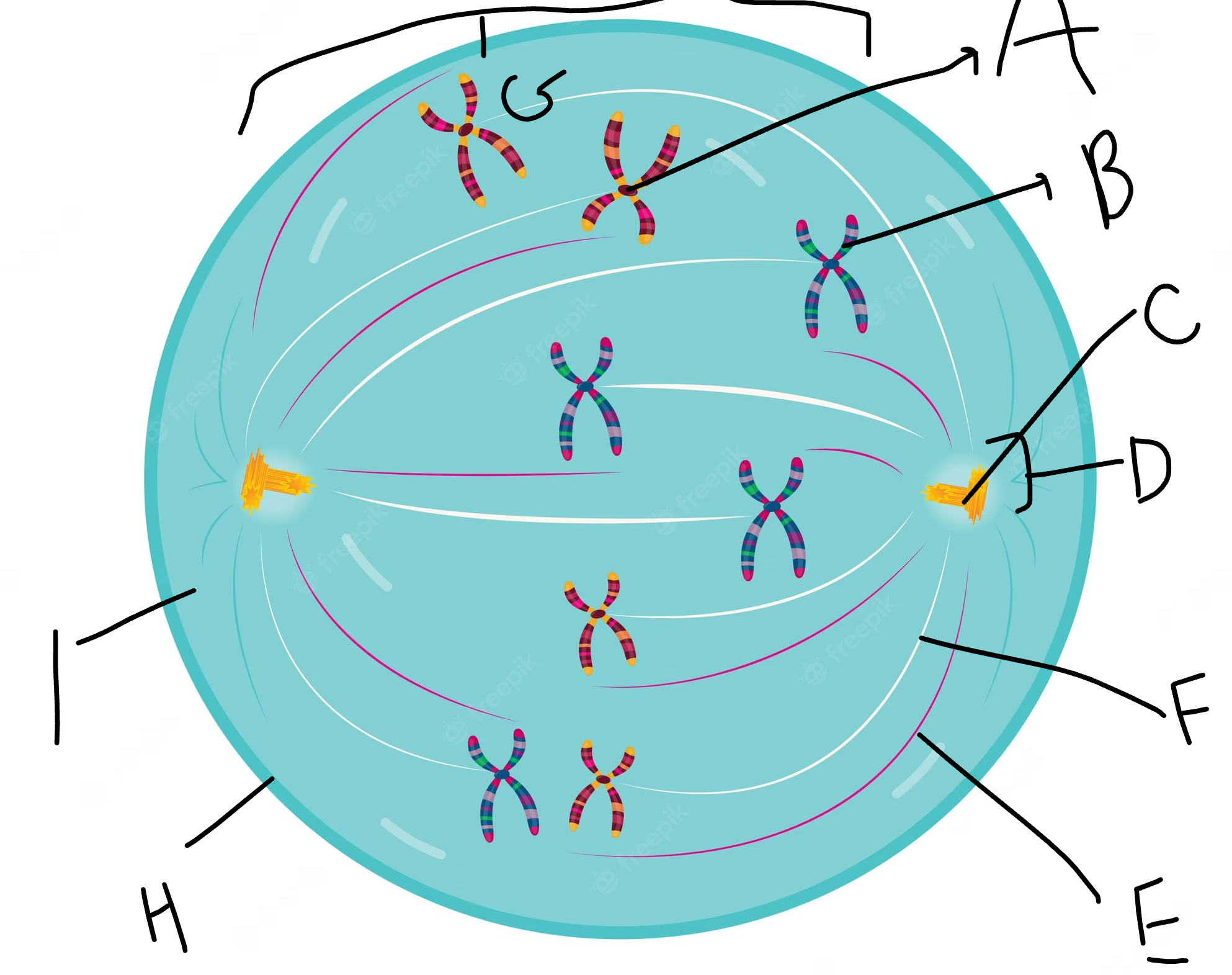 what phase of mitosis is this?