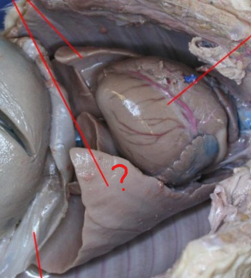 <p>Paired respiratory organs containing alveoli where gas exchange with blood occurs.</p>