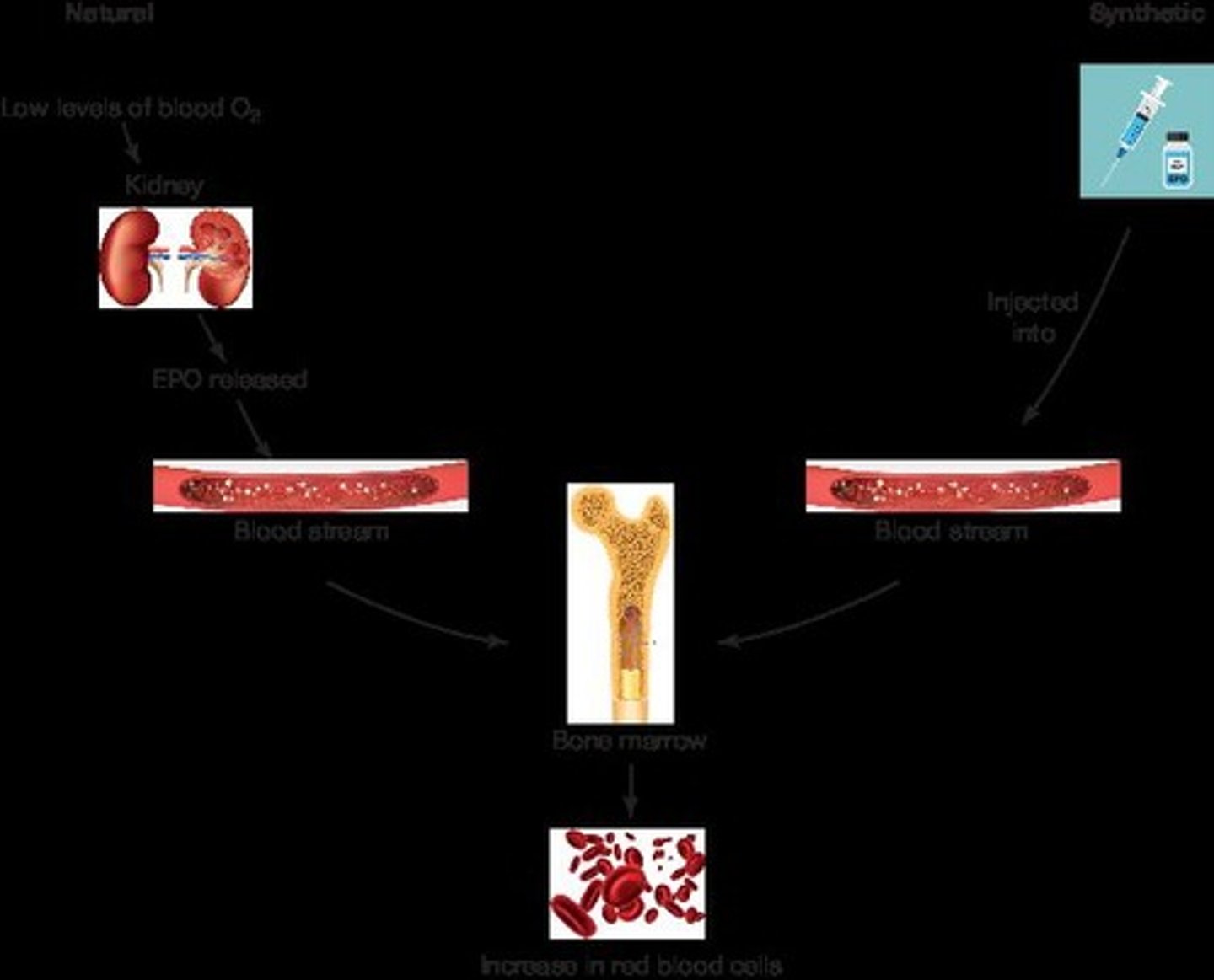 <p>Hormone that stimulates red blood cell production.</p>