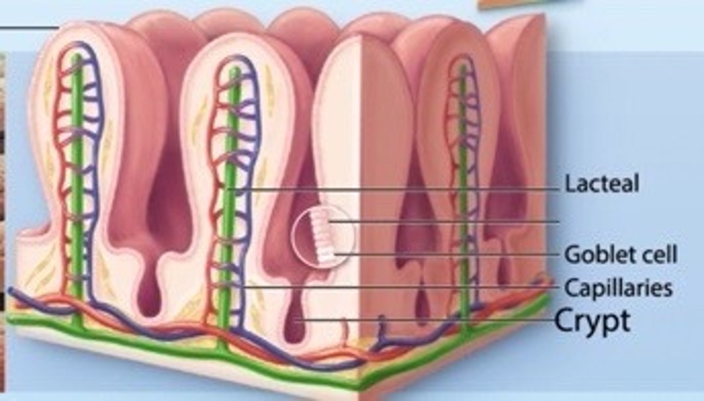 <p>Glands at the base of the villi; they contain stem cells that manufacture young cells to replace the cells of the villi when they die.</p>