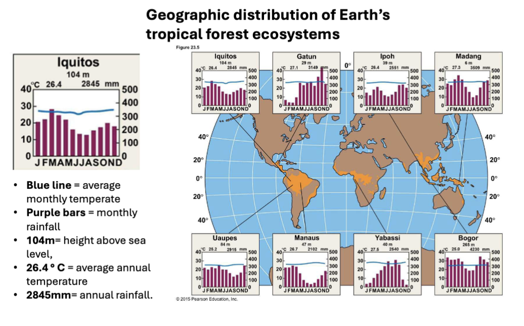 <p>rain forests restricted to equatorial zone; cover less than 2% of Earth’s surface</p>