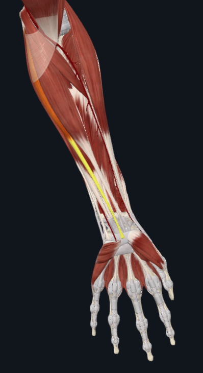 <p>What muscle is this</p>