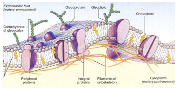 <p>lipid bilayer: structural backbone</p><p>phospholipids (most abundant</p><ul><li><p>glycolipids</p></li><li><p>cholesterol</p></li></ul><p>proteins are:</p><ul><li><p>transporters</p></li><li><p>enzymes</p></li><li><p>signal transductors</p></li></ul><p>carbohydrates attached to proteins and lipids</p>