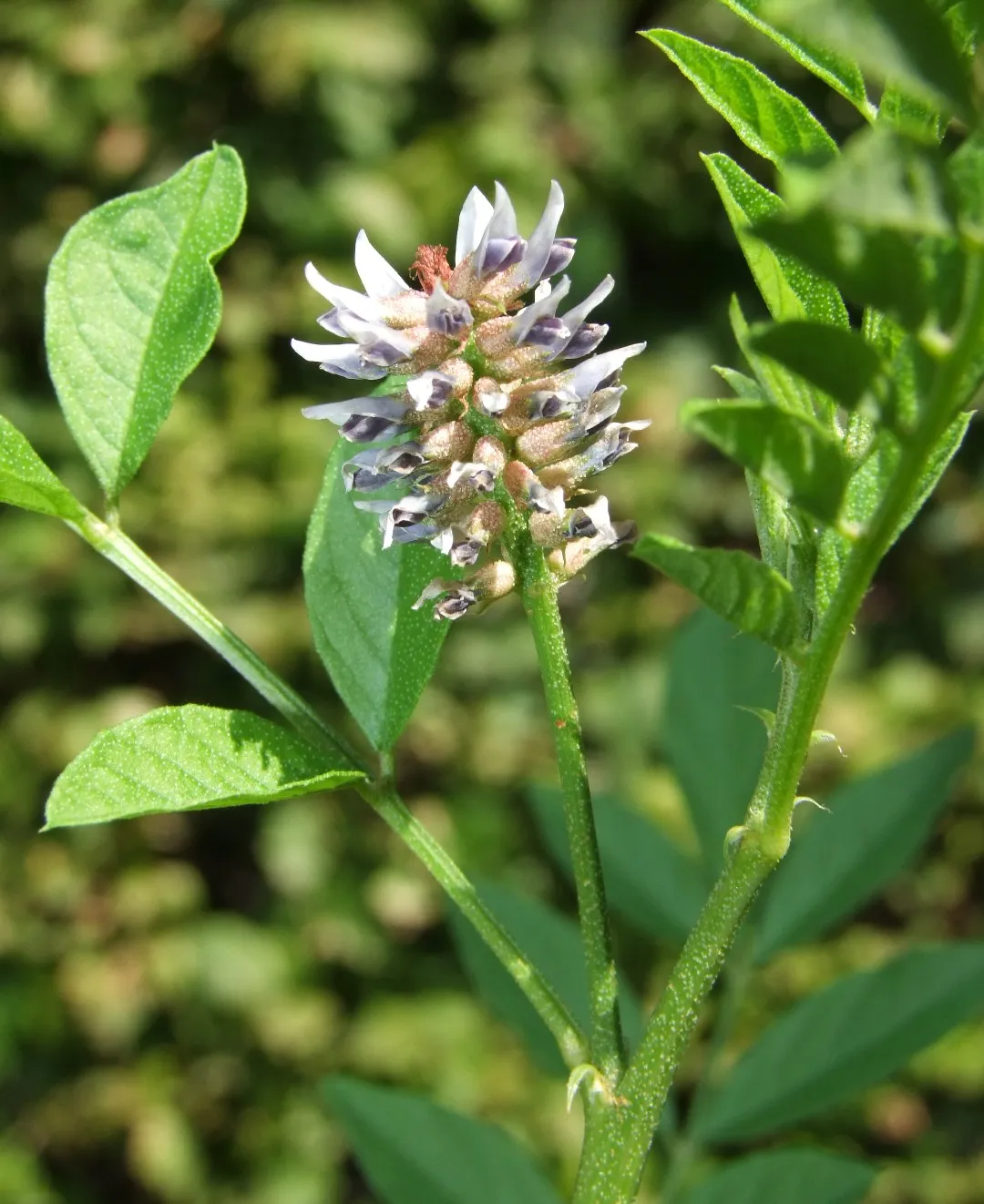 <p>Biological Origin:<strong> Glycyrrhiza glabra L. (Fabaceae)</strong></p><p>Common Name:<strong> <u>Licorice</u></strong></p><p>Part used: Bark, <strong><u>Roots (rhizomes), Bark, Roots, </u>Stem</strong></p><p>Medicinal use:</p><p><strong>● <u>Sweetener </u> (popular use)</strong></p><p>Secondary metabolites:</p><ul><li><p><strong><u>Glycyrrhizin</u></strong></p></li></ul>