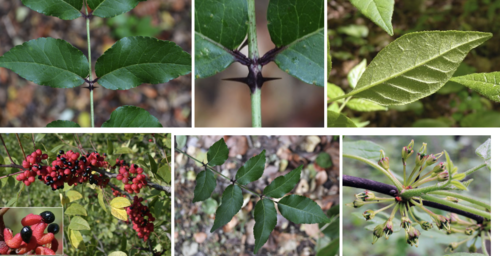 <ul><li><p>Family: Rutaceae</p></li><li><p>Prickly-ash</p></li></ul><p></p>