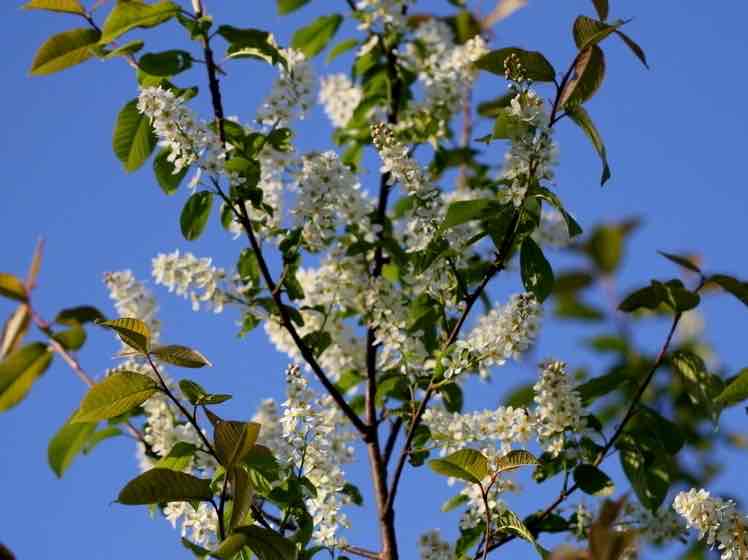 <p>Prunus padus</p>