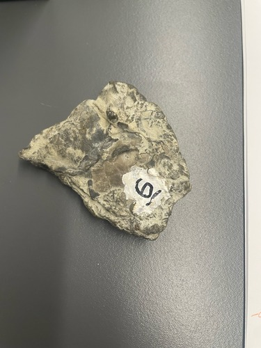 <ul><li><p>Fossils</p></li><li><p>Chemical</p></li><li><p>Reacts with acid</p></li><li><p>Mix of grain size</p></li></ul>