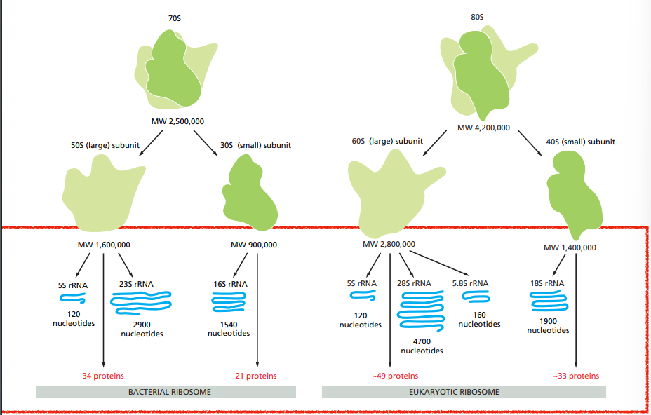 <p>They have a large and a small subunit which are assembled in the nucleus from ribosomal RNAs and >50 proteins.</p><p>Bacterial ribosomes aren’t the same as eukaryotic ribosomes.</p>