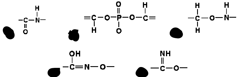 Which of the following represents the structure of a peptide bond correctly?