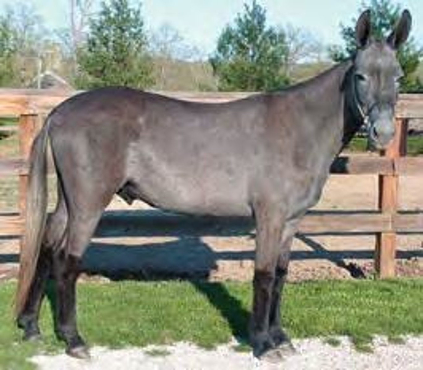 <p>A mule, which is the offspring of a male donkey and a female horse.</p>