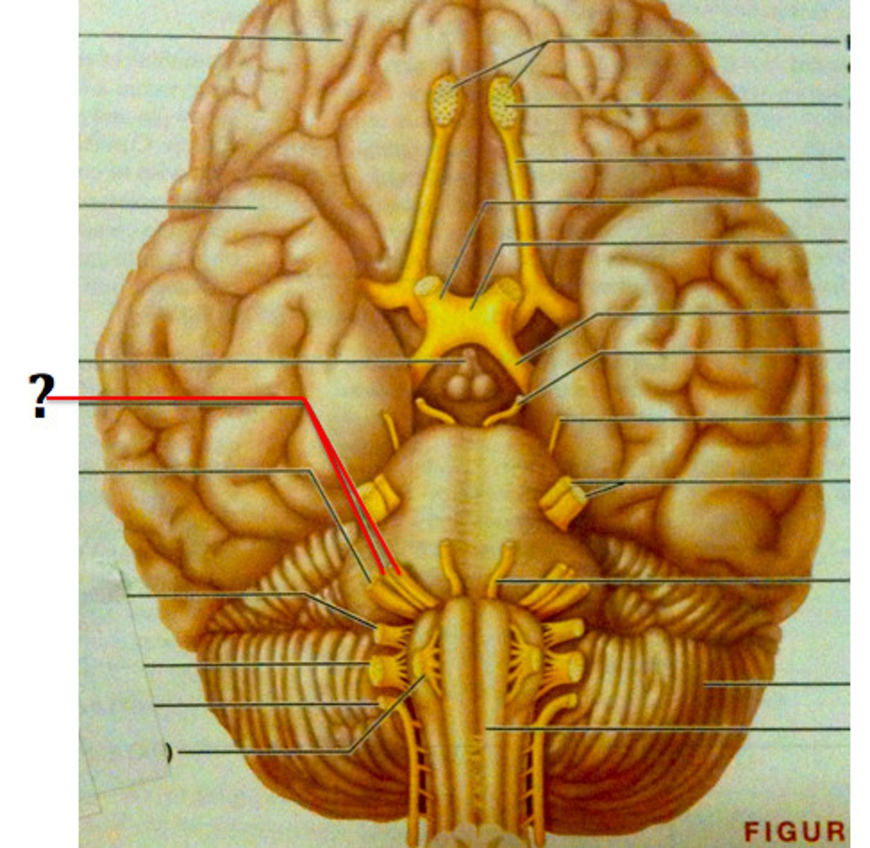 <p>regulates facial movements, saliva, tears</p>