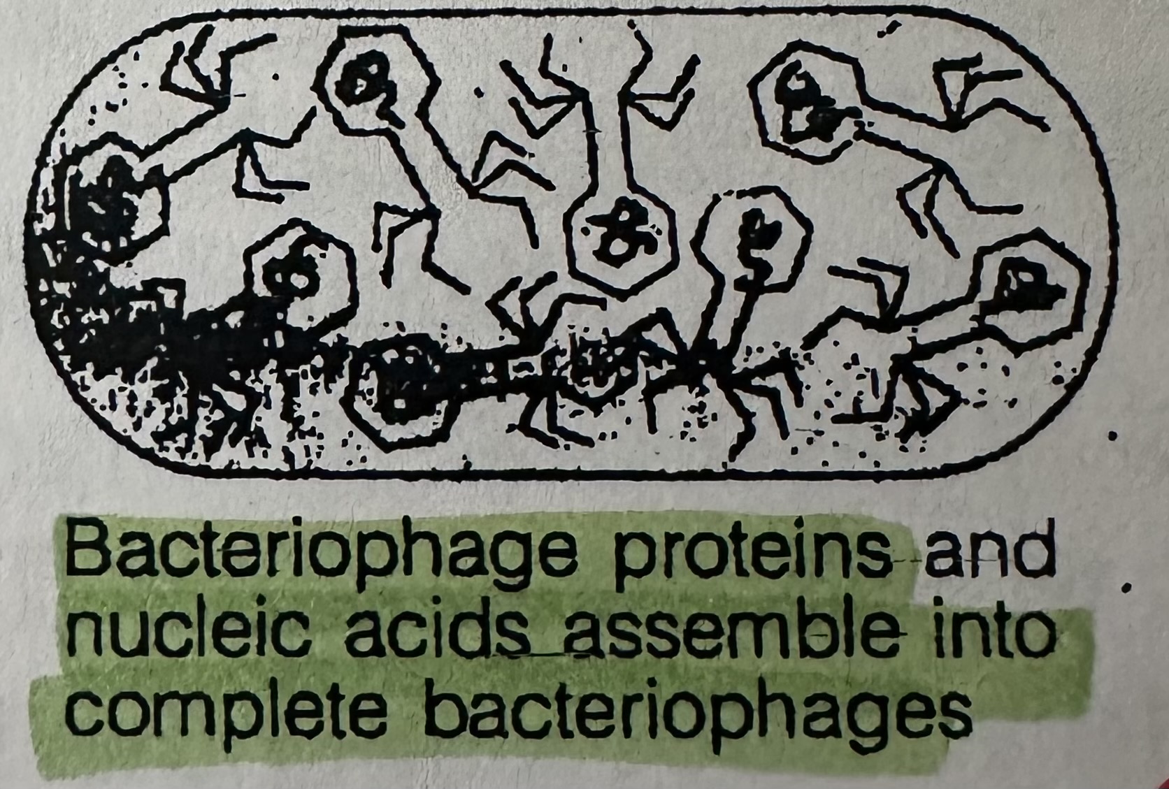 <p>Assembly of the viral nucleic acids and proteins into new, complete viruses.</p><p>Proteins (enzymes) coded for by the phage DNA put new viruses together. Results in a bacterial cell stuffed with many copies of new viruses.</p>