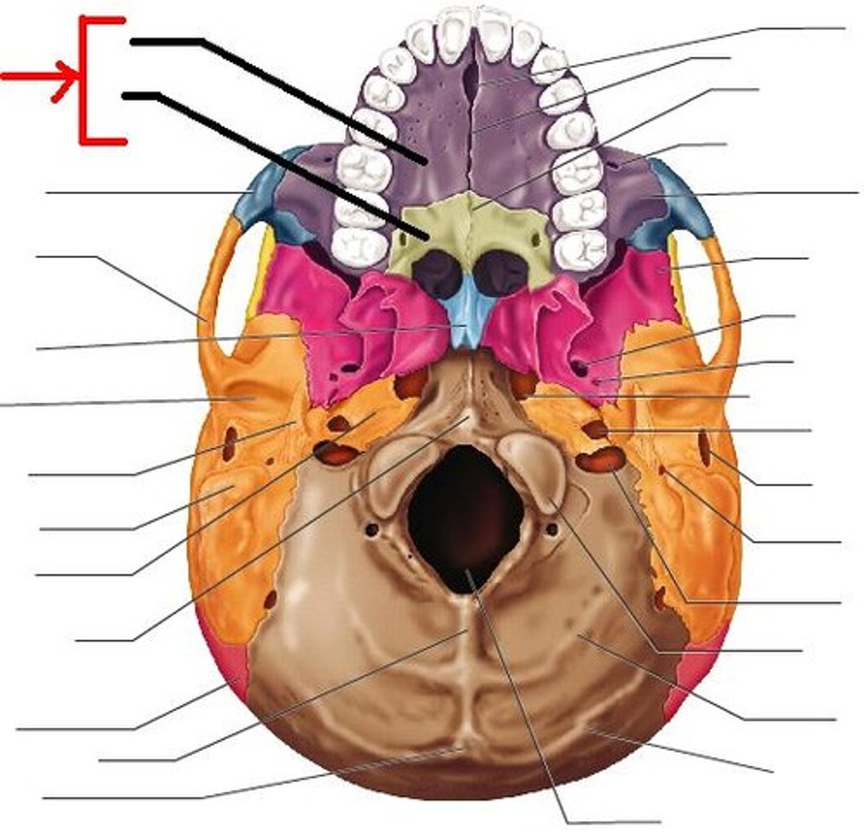 <p>Maxilla + palatine bones</p>