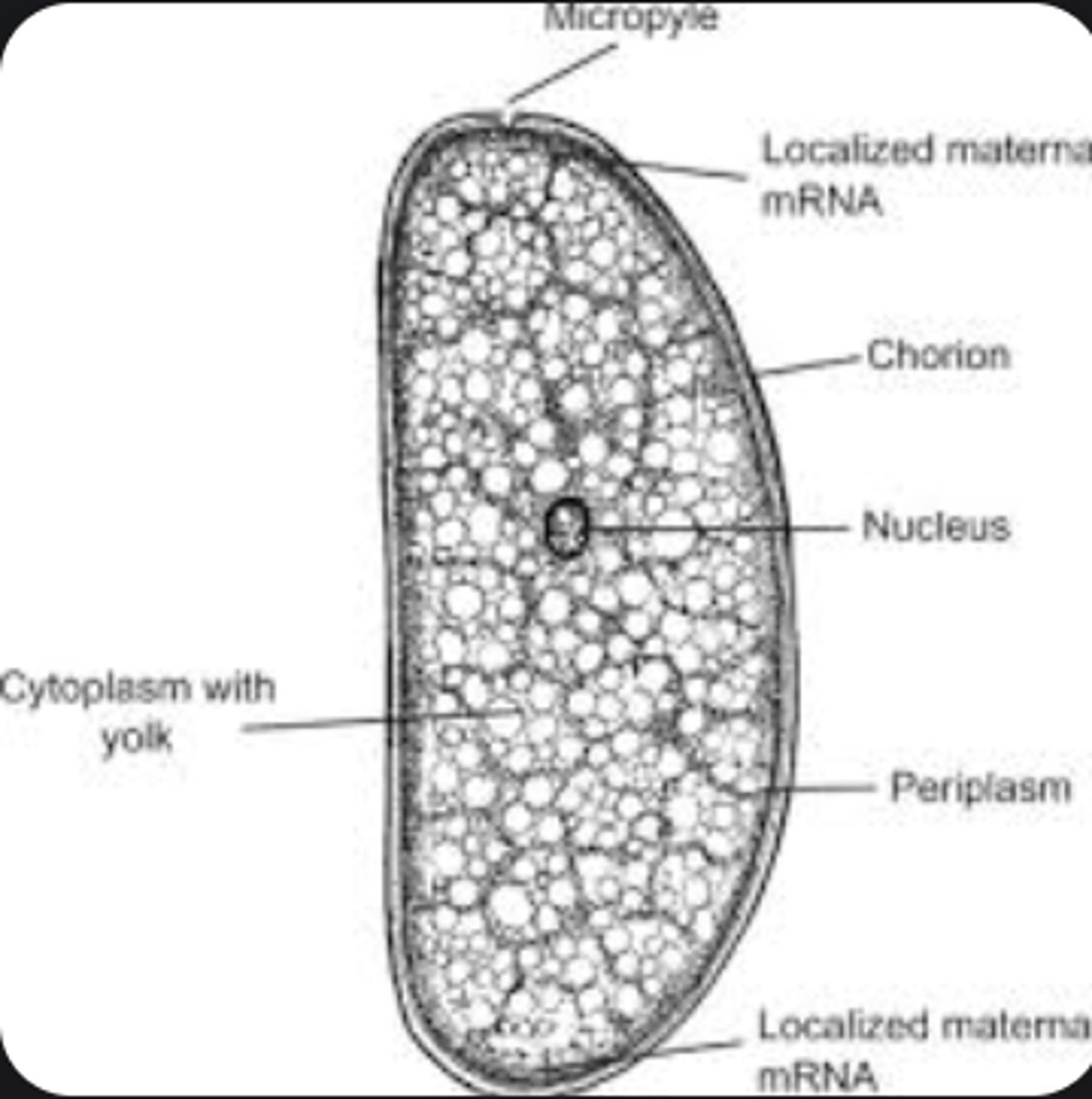 <p>Protective outer eggshell layer.</p>