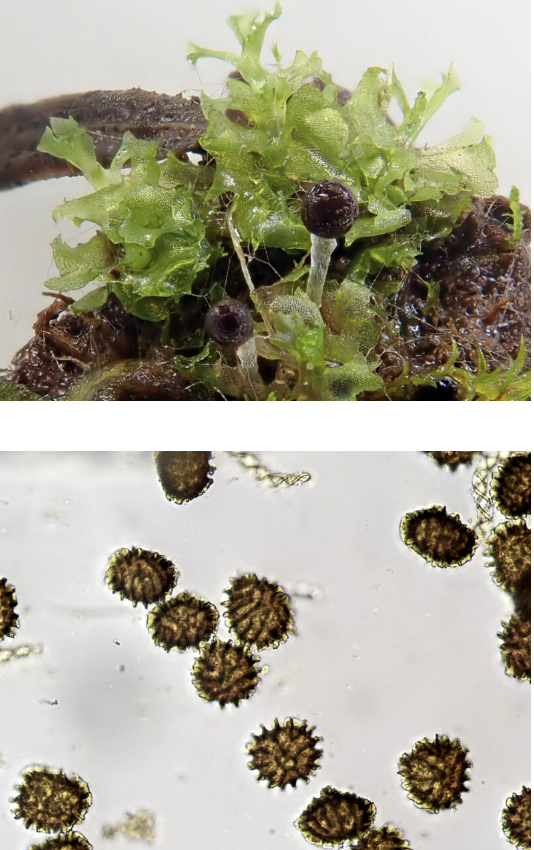 <p>purple rhizoids, distinct leaves and stalk, pseudoperianth, lamellae around spore circumference</p>