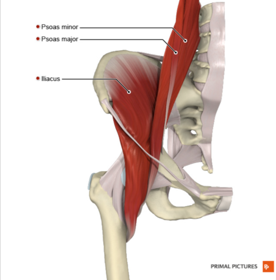 <p>Iliopsoas</p>