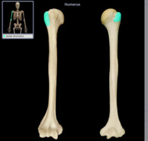 <p>knobbeltje / verheven structuur</p>