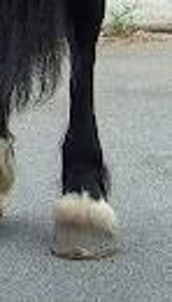 <p>foot pattern with white stripe covering the coronet band</p>