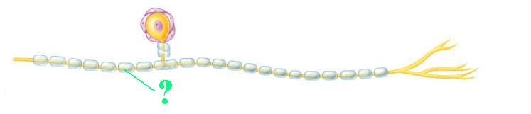 <p><span><span>Identify the type of glial cell shown</span></span></p>