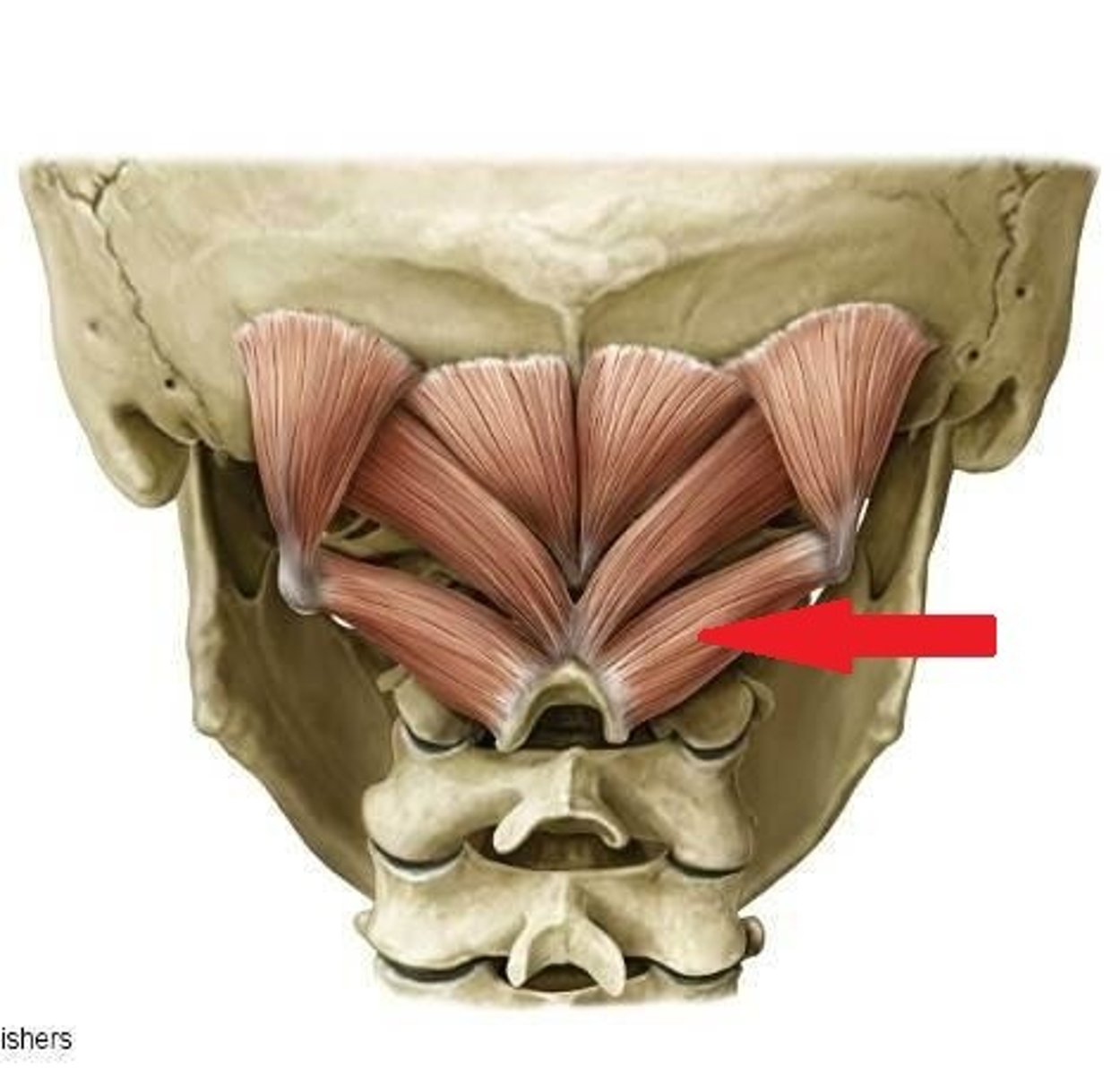 <p>inferior obliquus capitis</p><p>action</p><p>innervation</p>
