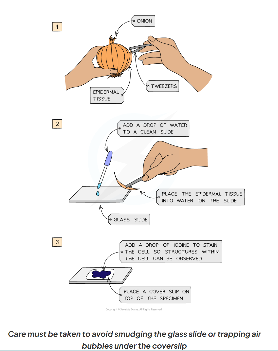<ul><li><p>the specimen must be prepared on a microscopic slide to be observed under a light microscope.</p></li><li><p>this must be done carefully to avoid damaging the biological specimen and the structures within it</p></li><li><p>prepare the slide: use a scalpel to cut a tin layer of cells from the onion cell, then place on the slide </p></li><li><p>gentle place the cover slip on top and carefully press down to remove air bubbles</p></li><li><p>a stain may be required to make the structures visible</p></li></ul>
