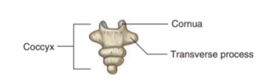 <ul><li><p>Small terminal part of the vertebral column — consists of 4 fused coccygeal vertebrae shaped like an inverted triangle</p></li><li><p>Base of the coccyx — directed superiorly, bearing a facet with the sacrum &amp; 2 horns/cornue that project upward to articulate/fuse with similar downward projecting cornua from the sacrum</p></li><li><p>These processes are modified superior &amp; inferior articular processes present on other vertebrae — each lateral surface of the coccyx has a rudimentary transverse process from the first coccygeal vertebra</p></li><li><p>Vertebral arches are absent from the coccygeal vertebrae — thus no bony vertebral canal present</p></li></ul>