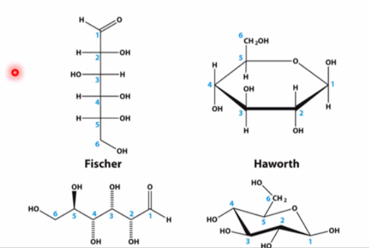 <ul><li><p>Fischer projection is convenient for comparing stereochemistry of different sugar isomers</p></li><li><p>Haworth representation is convenient for three-dimensional structures.</p></li></ul>