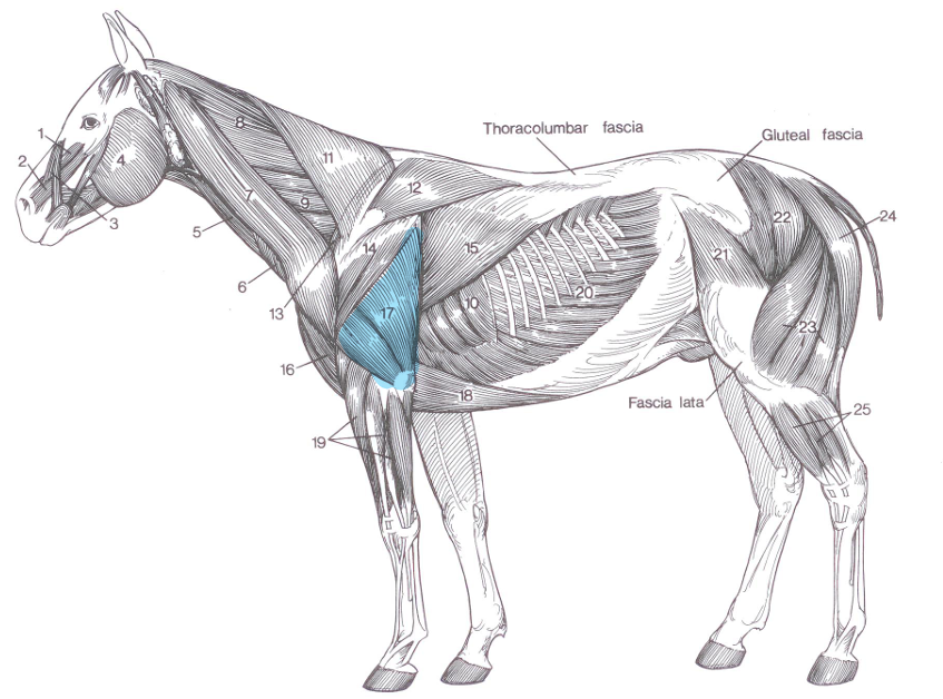 <p>name of highlighted muscle?</p>