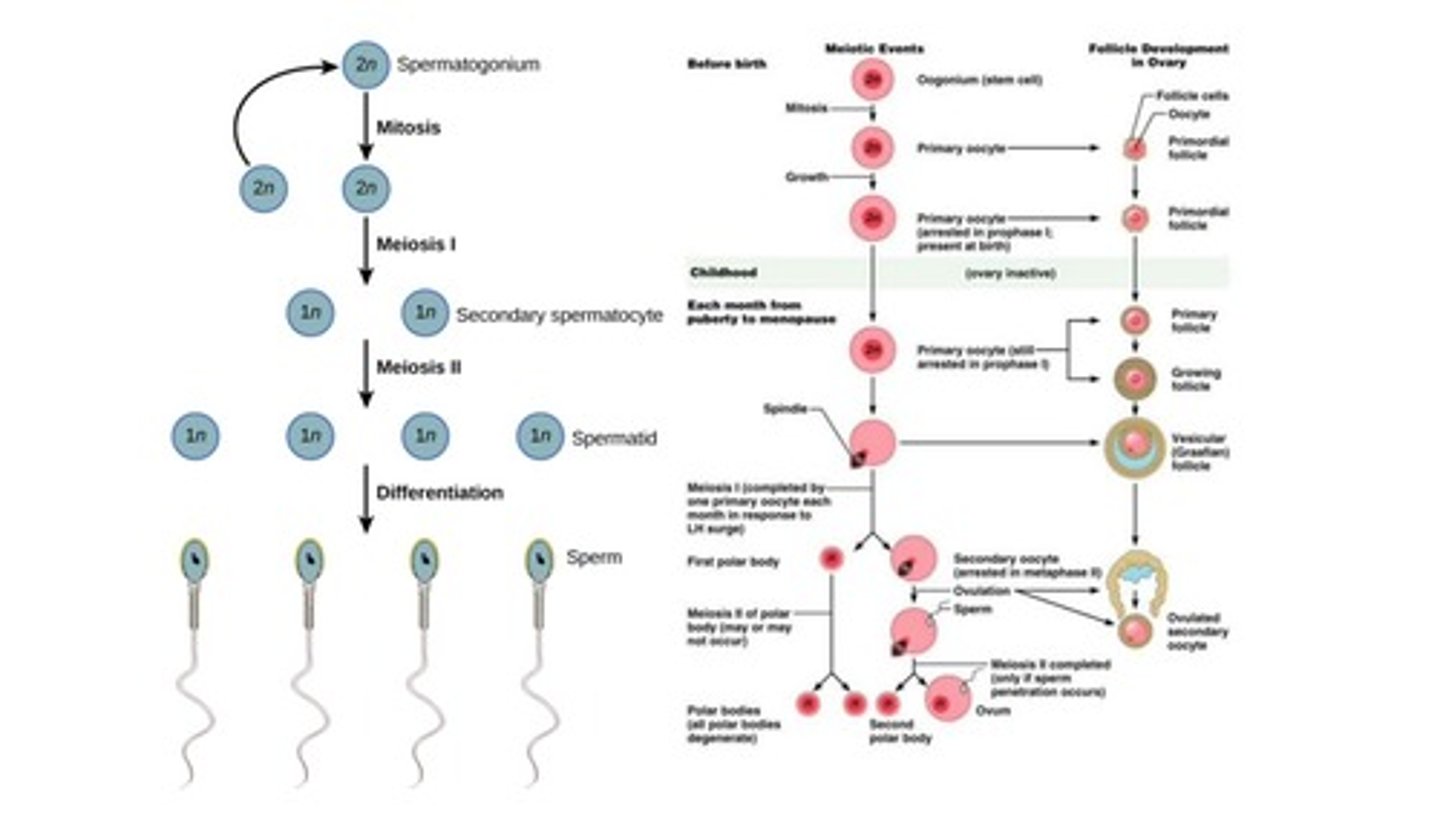 <p>Sperm (male gamete) + egg/oocyte (female gamete) = zygote (diploid cell).</p>