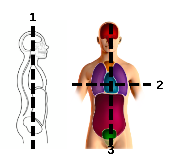 <p>identify the transverse cut</p>