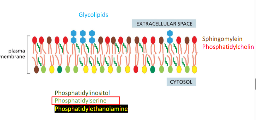 knowt flashcard image
