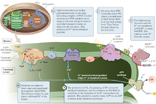 <p>Linear electron flow; this process produces O2, ATP and NADPH.</p>