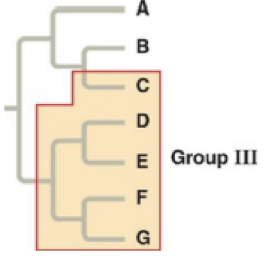 <p>pertaining to a group of taxa derived from two or more different ancestors</p>