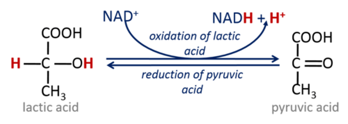 <p>1) Coenzyme for dehydrogenase for redox reactions (NAD & NADP)</p><p>NAD --> glycolysis, TCA/Krebs, beta-oxidation, ethanol metabolism</p><p>NADH --> fatty acid synthesis, cholesterol & folate synthesis, 2nd step in beta-oxidation</p><p>2) Noncoenzyme - ADP-ribose transferase reactions / DNA repair & Chromatin remodeling</p>