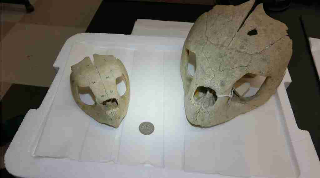 <p>What is the family for these turtle skulls?</p>