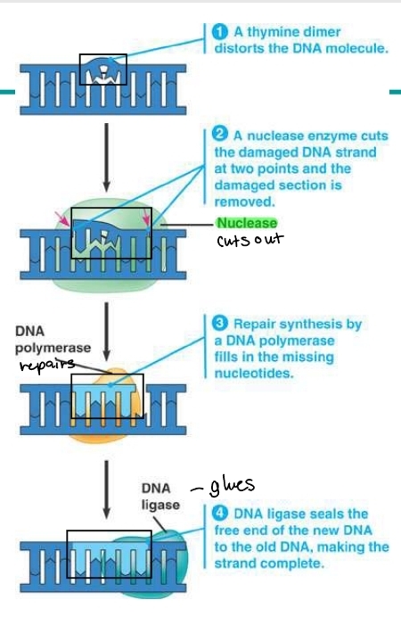 <p>which enzyme proofreads and repairs DNA? </p>