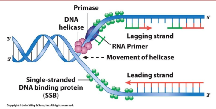 <p>Attach single stranded DNA binding protein to the ssDNA</p><ul><li><p>Prokaryotic: Single-stranded DNA binding proteins (SSB)</p></li><li><p>Eukaryotic: RPA (Replication protein A) in eukaryotes</p></li></ul><p></p>