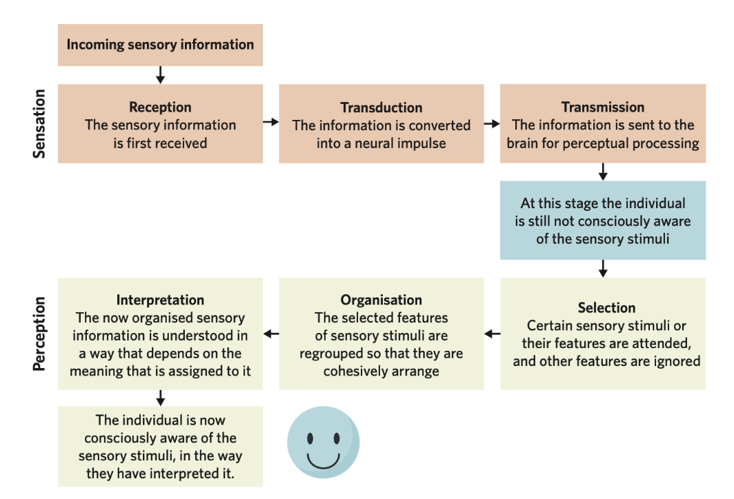 <p>Sensation → Reception → Transduction → Transmission</p><p>*Still not aware for sensory stimuli</p><p>→ Perception → Selection → Organisation → Interpretation</p><p>*Individual is now aware</p>