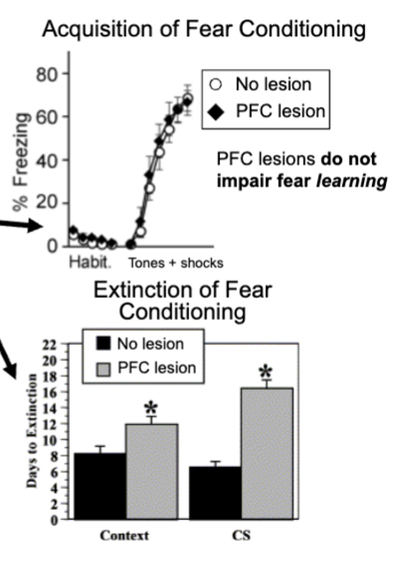 <p>keep giving tones with no shock to rats causes them to eventually stop freezing (extinction) - new learning that suppresses old response</p><ul><li><p>PFC damage in rata does not disrupt learning of fear conditioning, rats with PFC damage take longer to extinguish fear response during extinction</p></li><li><p>PFC is connected to amygdala and PFC inputs can inhibit neural activity in amygdala</p></li></ul><p></p>