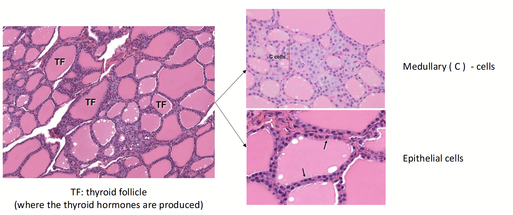 <p>Major endocrine gland that consists of two lobes located on each side of larynx.</p><p>Contains two distinct populations of hormone-secreting epithelial cells:</p><ol><li><p>Thyroid follicular epithelium</p></li><li><p>Medullary (C) cells</p></li></ol><p></p>