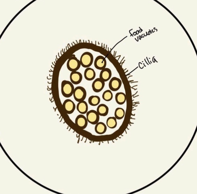 term image