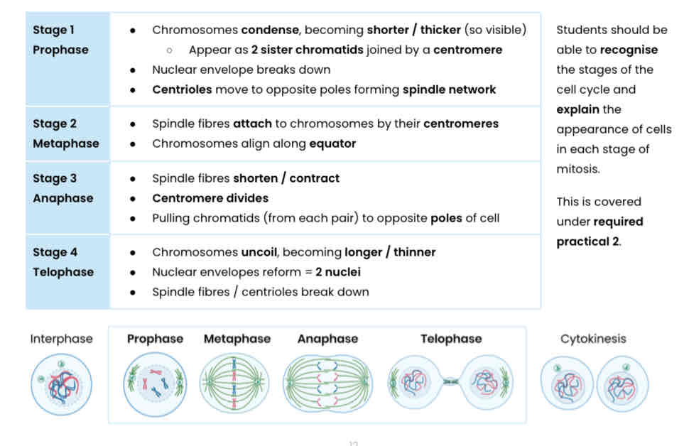 <p>Students should be able to recognise the stages of the cell cycle and explain the appearance of cells in each stage of mitosis.</p><p>This is covered under required practical </p>