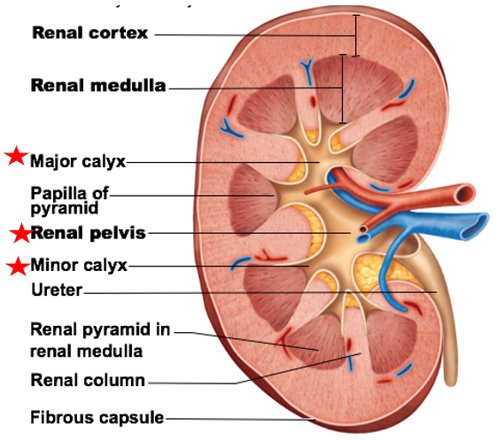 <p>minor calyces</p>