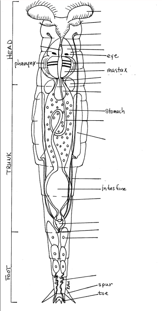 <p>Corona with cilia on head</p><p>P. Rotifera</p><p> </p>