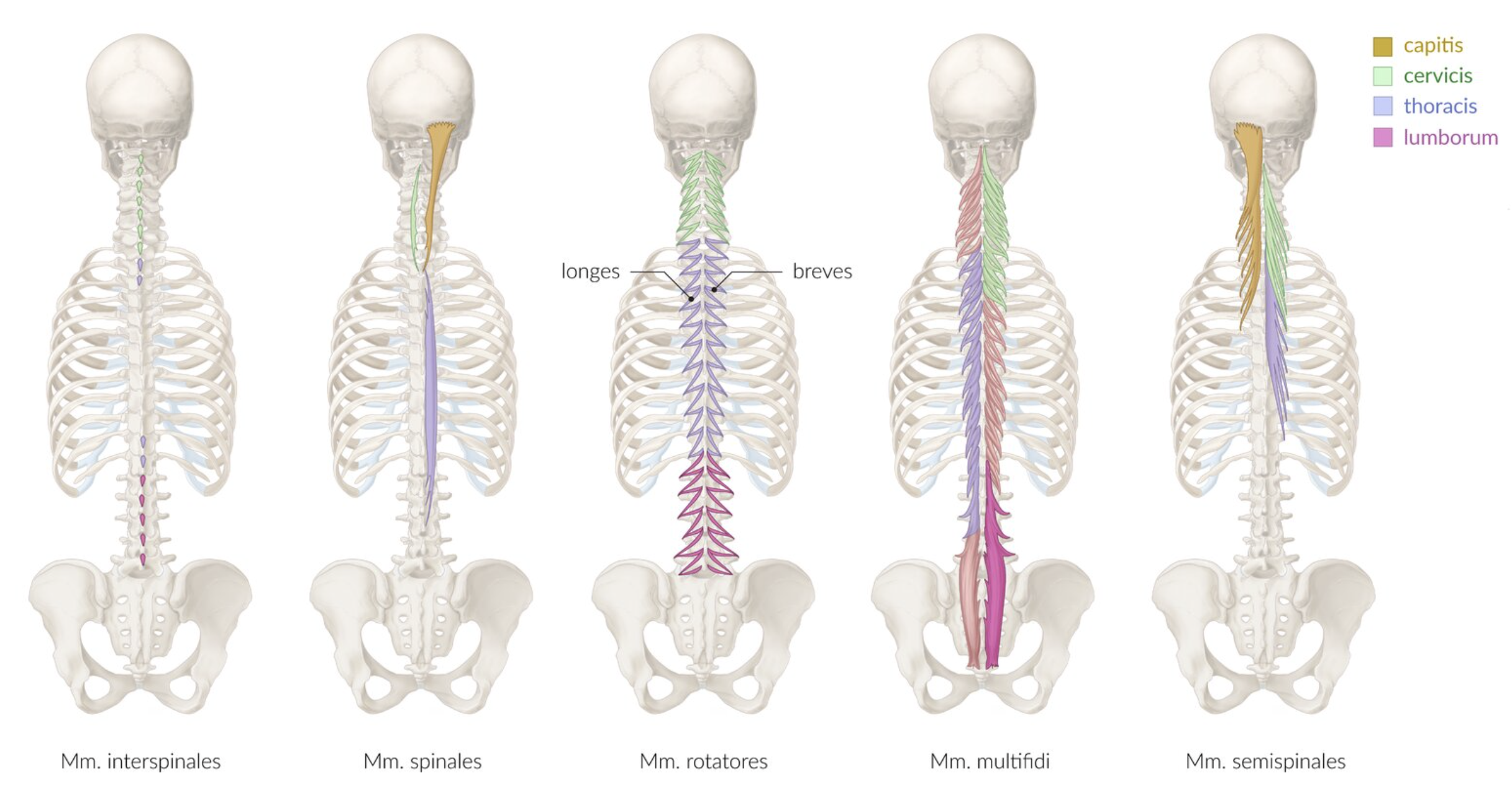 <p>C. Costal processes (transverse processes) of the lumbar vertebrae</p>