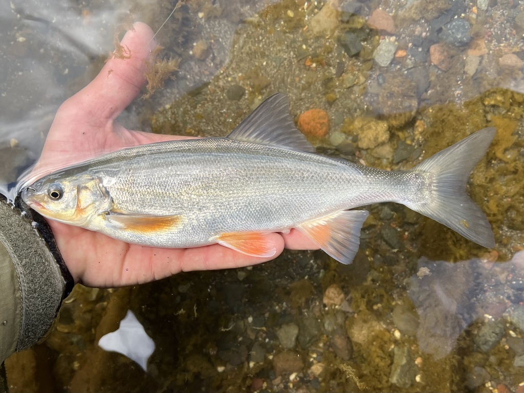 <p><span>Found in warmer parts of streams and rivers in the drainages of the </span>Columbia River<span>, </span>Fraser River<span>, and the </span>Harney-Malheur<span> system of the </span>Great Basin</p>