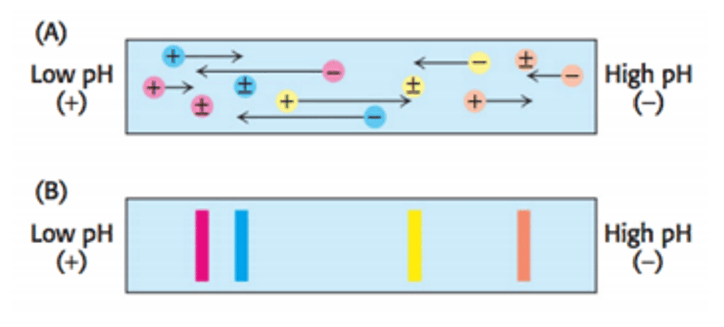 <p>Isoelectric focusing is a gel electrophoresis method that separates proteins on the basis of their relative contents of acidic and basic residues. A polyacrylamide gel with a pH gradient (low pH on one side, high pH on the other) is used.</p><p>When proteins migrate through the pH gradient gel, they will travel toward the anode until the area of the gel with the pH that matches their isoelectric point (pI).</p><p>When a protein is at its pI, it has a net charge of zero and will not be attracted to the positively charged anode so it will not move.</p>